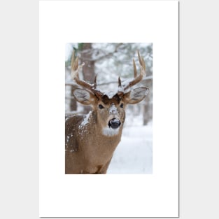 White-tailed buck in snow Posters and Art